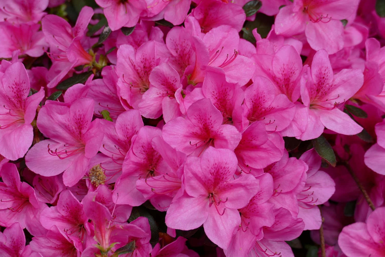 Hyde Azalea Rosemary Hyde image